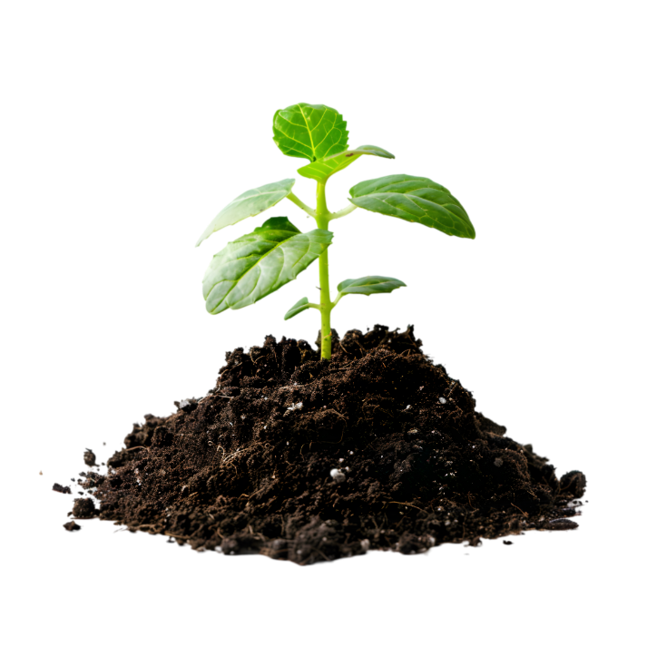 Plante sort de terre